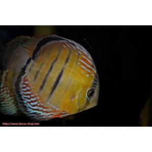 【ワイルドディスカス】【通販】ラーゴイナヌ レッドデヴィル（金目）【個体販売】15-16ｃｍ（生体）