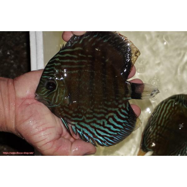 【ワイルドディスカス】【通販】ラーゴイナヌ　タイプレッドエディ【個体販売】15-17ｃｍ（生体）