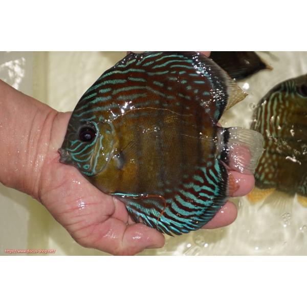 【ワイルドディスカス】【通販】ラーゴイナヌ　タイプレッドエディ【個体販売】15-17ｃｍ（生体）