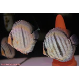 【ワイルドディスカス】【通販】ヤムンダスーパーブルームーン【個体ペア販売】15-16cm（生体）