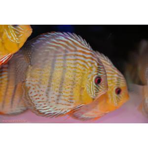 【ワイルドディスカス】【通販】アッパーテフェ スーパーロイヤル【個体販売】14-16cm（生体）