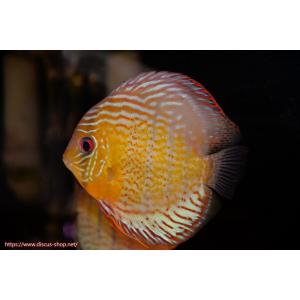 【ワイルドディスカス】【通販】アッパーテフェ スーパーロイヤル【個体販売】14-16cm（生体）