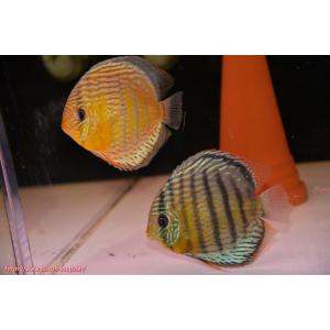 【ワイルドディスカス】【通販】アッパーテフェロイヤルグリーン【個体ペア販売】15-16cm（生体）
