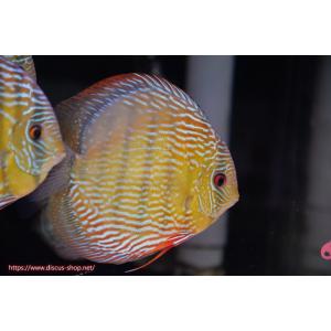 【ワイルドディスカス】【通販】ラーゴサポ パールロイヤル【個体販売】15-16cm（生体）