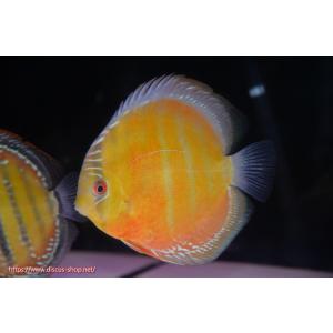 【ワイルドディスカス】【通販】ラーゴサポ スーパ...の商品画像