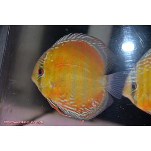 【ワイルドディスカス】【通販】ラーゴサポ スーパークリムゾンレッド【個体販売】15-16cm（生体）