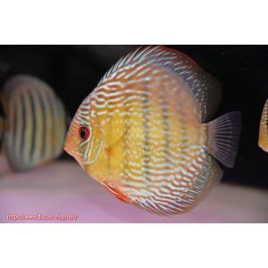 【ワイルドディスカス】【通販】ラーゴサポ スーパーロイヤル【個体販売】12〜13cm（生体）