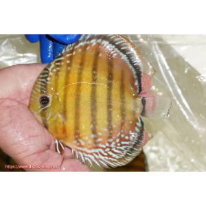 【ワイルドディスカス】【通販】ラーゴサポ スーパークリムゾンレッド（オレンジ目）【個体販売】15〜16cm（生体）