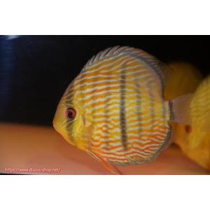 【ワイルドディスカス】【通販】カヌマ スーパーロイヤル(左鰓少し欠け有）【個体販売】15-16cm（生体）