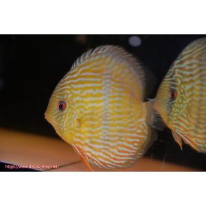 【ワイルドディスカス】【通販】カヌマ スーパーロイヤル【個体販売】15-16cm（生体）