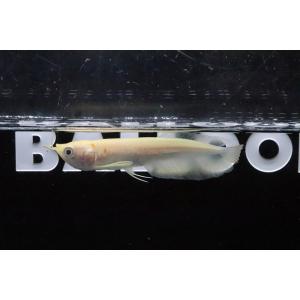 【淡水魚】【通販】大特価 アルビノシルバーアロワナ【1匹 サンプル画像】(±10-12cm)(大型魚...