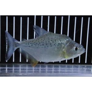 ペットバルーン ヤフー店 ピラニア 淡水魚 Yahoo ショッピング