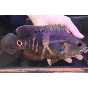 ワイルドオスカー 熱帯魚の商品一覧 通販 Yahoo ショッピング
