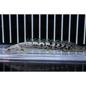 【淡水魚】No17 ポリプテルス ロイヤルバンド デルヘジィ(タイガーバンド)【個体販売】(±10cm)(大型魚)