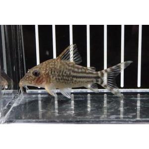 上品 淡水魚 レア種 コリドラス サンプル画像 6cm コリドラス ワイルド 1匹 ピンヘイロイ 観賞魚生体 Cityofalamosa Org