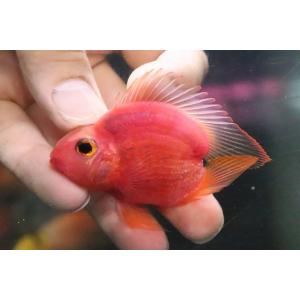 大型淡水魚 熱帯魚 アクアリウム用品 の商品一覧 ペット用品 生き物 通販 Yahoo ショッピング
