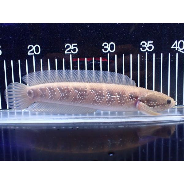 【淡水魚】【通販】激レア アルビノ スターダストダイヤモンドコウタイ【個体販売】(±22cm)(大型...