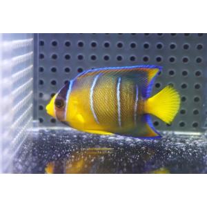 【海水魚・ヤッコ】人工飼料OK♪ブルーエンゼル（Sサイズ）(個体販売）（±6ｃｍ）No.1（生体）