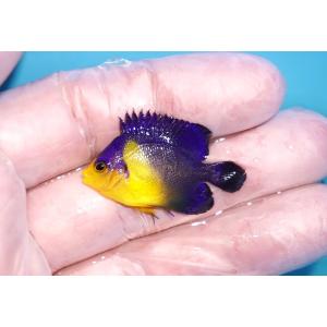 【海水魚・ヤッコ】状態良好♪スミレヤッコ（Sサイズ）(個体販売）（±3.5-4ｃｍ）No.4（生体）