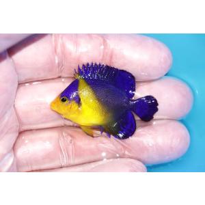 【海水魚・ヤッコ】状態良好♪スミレヤッコ（Sサイズ）(個体販売）（±4-4.5cm）No.8（生体）