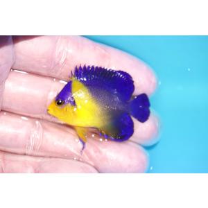 【海水魚・ヤッコ】状態良好♪スミレヤッコ（Sサイズ）(個体販売）（±4.5cm）No.10（生体）