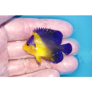 【海水魚・ヤッコ】冷凍ブラインOK♪スミレヤッコ（SMサイズ）(個体販売）（±5ｃｍ）No.11（生...
