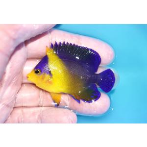【海水魚・ヤッコ】冷凍ブラインOK♪スミレヤッコ（Mサイズ）(個体販売）（±6ｃｍ）No.13（生体...