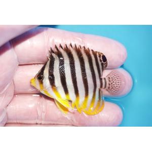 【海水魚・ヤッコ】状態良好♪シマヤッコ（SMサイズ）(個体販売）（±5.5cm）No.4（生体）