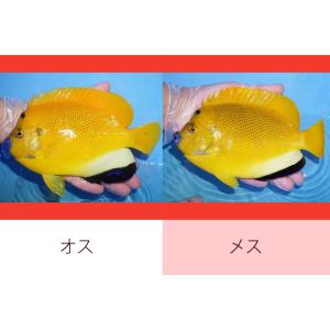 【海水魚・ヤッコ】状態良好♪【沖縄産ハンドコート物】シテンヤッコ(ワイルドペア)(XLサイズ)(個体...