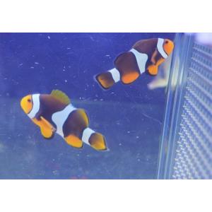 海水魚 クマノミ Wild ペルクラウンアネモネフィッシュ Lサイズ 個体販売 5 5 6cm No 8 生体 Altiarena Fr