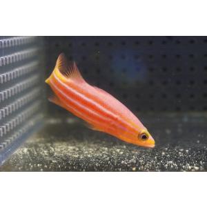 【海水魚・ハタ】状態良好♪アフリカンリーフバスレット(個体販売）（±5.5cm）（生体）