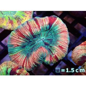 【サンゴ】オオバナサンゴ（マルチ）（個体販売）No.23（生体）
