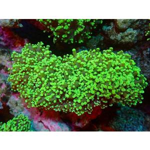 品質が 観賞魚 サンゴ オーストラリア産 個体販売 14ｃｍ No 15 生体 Green Toxic サンゴ タコアシサンゴ Uca アクアリウム ペット 生体 海水魚 観賞魚生体 Cityofalamosa Org