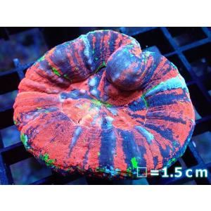 【サンゴ】【オーストラリア産】スコリミアsp. （Master Grade)（個体販売）No.1（生体）