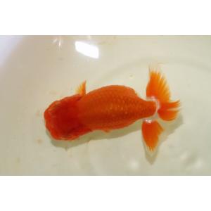 ペットバルーン ヤフー店 らんちゅう Yahoo ショッピング