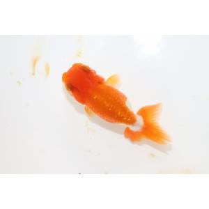 ペットバルーン ヤフー店 らんちゅう Yahoo ショッピング