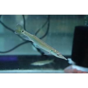 【淡水魚】大きめ 激安 ブラントノーズガー【1匹 サンプル画像】(±8-12cm)(大型魚)｜ペットバルーン ヤフー店