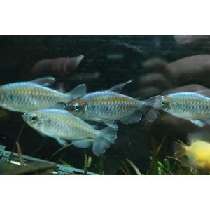 コンゴテトラ 混泳 熱帯魚生体 の商品一覧 観賞魚生体 熱帯魚 アクアリウム用品 ペット用品 生き物 通販 Yahoo ショッピング