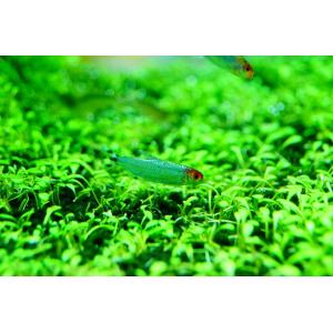 【淡水魚】【通販】ブリリアントヘッドラミーノーズ...の商品画像