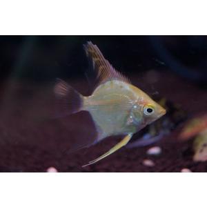 【淡水魚】ミックスエンゼルフィッシュ【1匹 サン...の商品画像