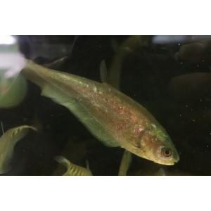 【淡水魚】インディアンブラックナイフフィッシュ【1匹 サンプル画像】(±8-10cm)（大型魚）