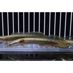 【淡水魚】【通販】1年半ぶりの入荷 ポリプテルス...の商品画像