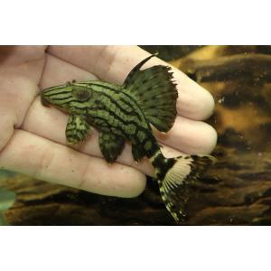 【淡水魚】グリーンロイヤルプレコ ワイルド【1匹 サンプル画像】(±4-5cm)（生体）