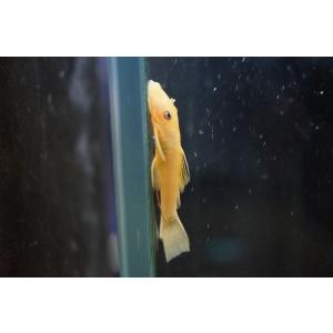 【淡水魚】爆安 ブルーアイゴールデンブッシープレコ【1匹 サンプル画像】（生体）