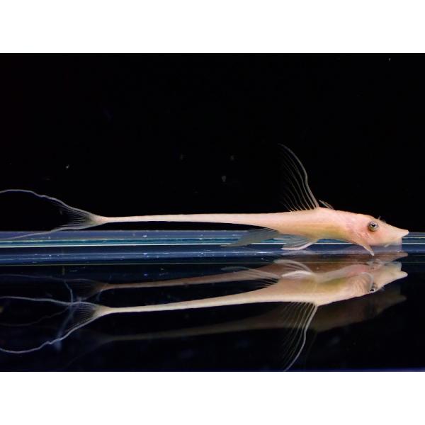 【淡水魚】激レア ゴールデンロイヤルファロエラ【1匹 サンプル画像】(±6cm)（ロリカリア）