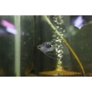 【淡水魚】【通販】入荷激減 バルーンマーブルグラ...の商品画像