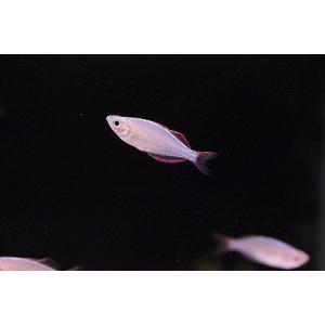 【淡水魚】お取り寄せ ネオンドワーフレインボー【5匹】（生体）