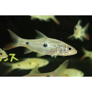 【淡水魚】ハンパラ アンパロング【1匹 サンプル画像】(±6-8cm)（大型魚）