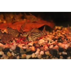 コリドラス 販売の商品一覧 通販 Yahoo ショッピング