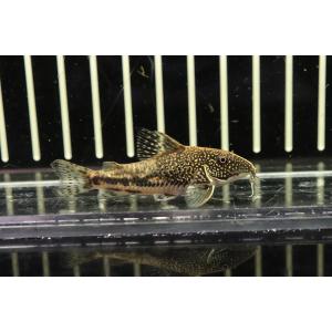 コリドラス バルバータス 熱帯魚生体 の商品一覧 観賞魚生体 熱帯魚 アクアリウム用品 ペット用品 生き物 通販 Yahoo ショッピング